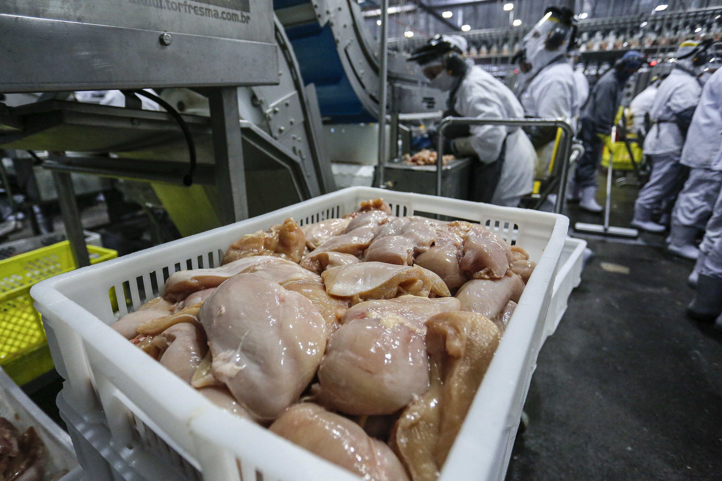 Com crescimento de 3,9%, Paraná produz um terço da carne de frango do Brasil .Foto : Jonathan Campos / AEN
