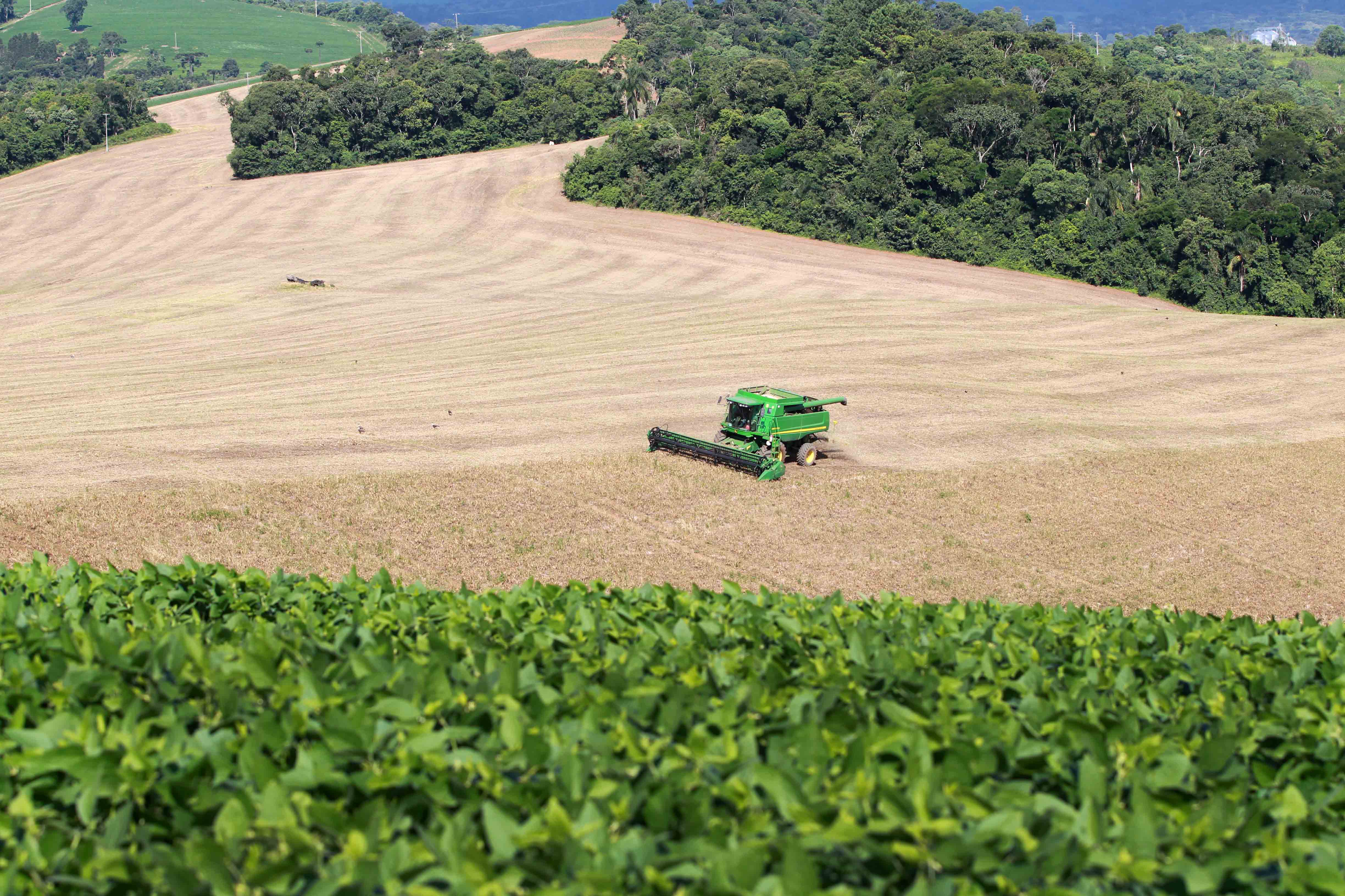 Boletim Agropecuário destaca início da colheita do feijão no Paraná. Foto: Gilson Abreu/AEN