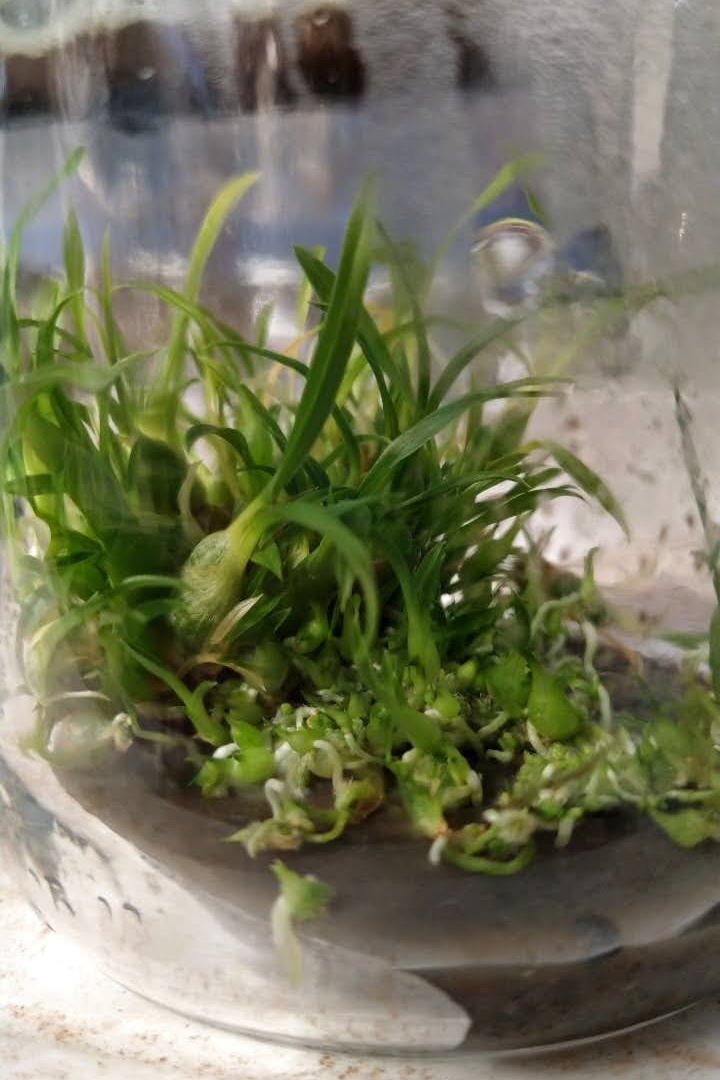 Aluna de Toledo participa de feira científica de Londres com pesquisa de  germinação de orquídeas