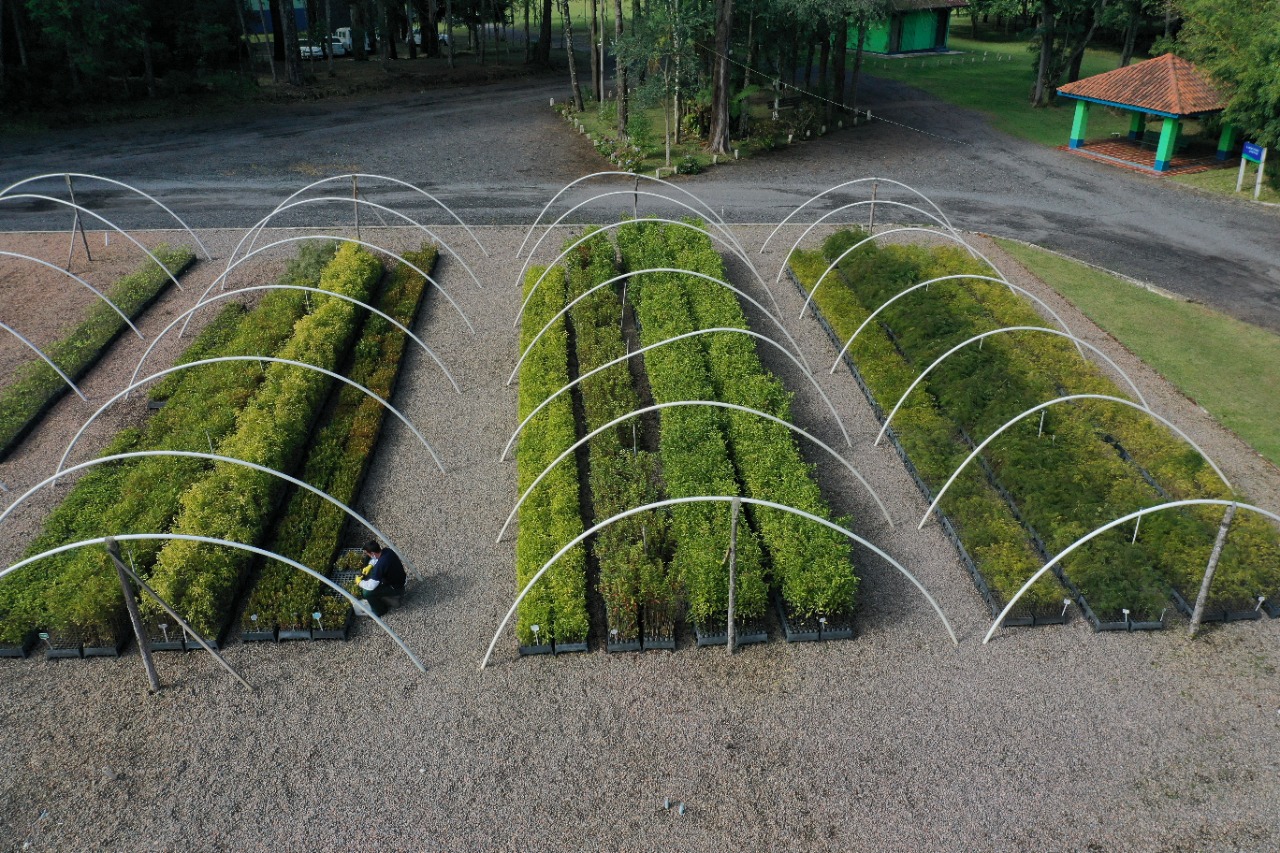 Paraná chega a 5 milhões de mudas distribuídas, equivalente a 3 mil campos de futebol. Foto: Alessandro Vieira/SEDEST