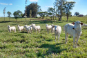 Até pouco tempo atrás o produtor Lairton Berti Garcia, de Moreira Sales, enfrentava sérias dificuldades para manter seu rebanho alimentado durante o inverno. Com pasto nativo e solo arenoso, a oferta de alimento para os animais sempre foi pequena nesse período. Foto: IDR