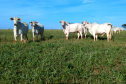 Até pouco tempo atrás o produtor Lairton Berti Garcia, de Moreira Sales, enfrentava sérias dificuldades para manter seu rebanho alimentado durante o inverno. Com pasto nativo e solo arenoso, a oferta de alimento para os animais sempre foi pequena nesse período. Foto: IDR