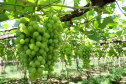 Marialva, plantação de uvas. Marialva,11/10/2019 Foto:jaelson Lucas / AEN