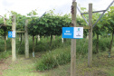 O investimento em pesquisa, em assistência técnica e extensão rural está colaborando para tornar a Lapa referência na fruticultura. A Estação Experimental do Instituto de Desenvolvimento Rural do Paraná Iapar-Emater (IDR-Paraná) no município alia tecnologia a boas práticas, e agora busca fortalecer o laço com outras cidades para incentivar a produção regional.Foto: Gisele Barão/SEAB