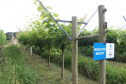 O investimento em pesquisa, em assistência técnica e extensão rural está colaborando para tornar a Lapa referência na fruticultura. A Estação Experimental do Instituto de Desenvolvimento Rural do Paraná Iapar-Emater (IDR-Paraná) no município alia tecnologia a boas práticas, e agora busca fortalecer o laço com outras cidades para incentivar a produção regional.Foto: Gisele Barão/SEAB