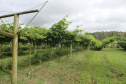 O investimento em pesquisa, em assistência técnica e extensão rural está colaborando para tornar a Lapa referência na fruticultura. A Estação Experimental do Instituto de Desenvolvimento Rural do Paraná Iapar-Emater (IDR-Paraná) no município alia tecnologia a boas práticas, e agora busca fortalecer o laço com outras cidades para incentivar a produção regional.Foto: Gisele Barão/SEAB