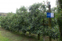 O investimento em pesquisa, em assistência técnica e extensão rural está colaborando para tornar a Lapa referência na fruticultura. A Estação Experimental do Instituto de Desenvolvimento Rural do Paraná Iapar-Emater (IDR-Paraná) no município alia tecnologia a boas práticas, e agora busca fortalecer o laço com outras cidades para incentivar a produção regional.Foto: Gisele Barão/SEAB