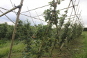 O investimento em pesquisa, em assistência técnica e extensão rural está colaborando para tornar a Lapa referência na fruticultura. A Estação Experimental do Instituto de Desenvolvimento Rural do Paraná Iapar-Emater (IDR-Paraná) no município alia tecnologia a boas práticas, e agora busca fortalecer o laço com outras cidades para incentivar a produção regional.Foto: Gisele Barão/SEAB
