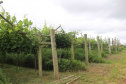 O investimento em pesquisa, em assistência técnica e extensão rural está colaborando para tornar a Lapa referência na fruticultura. A Estação Experimental do Instituto de Desenvolvimento Rural do Paraná Iapar-Emater (IDR-Paraná) no município alia tecnologia a boas práticas, e agora busca fortalecer o laço com outras cidades para incentivar a produção regional.Foto: Gisele Barão/SEAB