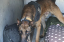 Polícia Militar aplica cães de faro contra o tráfico de drogas no Litoral
