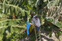 Em Guaratuba, mar verde de bananas gera renda no Litoral e supera desafios