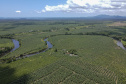 Em Guaratuba, mar verde de bananas gera renda no Litoral e supera desafios