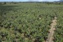 Em Guaratuba, mar verde de bananas gera renda no Litoral e supera desafios