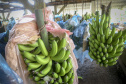 Em Guaratuba, mar verde de bananas gera renda no Litoral e supera desafios