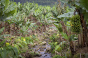 Em Guaratuba, mar verde de bananas gera renda no Litoral e supera desafios