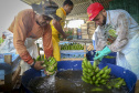 Em Guaratuba, mar verde de bananas gera renda no Litoral e supera desafios