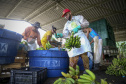 Em Guaratuba, mar verde de bananas gera renda no Litoral e supera desafios