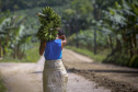 Em Guaratuba, mar verde de bananas gera renda no Litoral e supera desafios