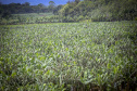 Em Guaratuba, mar verde de bananas gera renda no Litoral e supera desafios