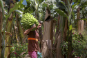 Em Guaratuba, mar verde de bananas gera renda no Litoral e supera desafios