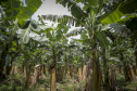 Em Guaratuba, mar verde de bananas gera renda no Litoral e supera desafios