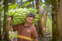 Em Guaratuba, mar verde de bananas gera renda no Litoral e supera desafios