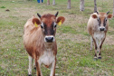 Pesquisa do IDR-Paraná desenvolve método para “identificação facial” de bovinos