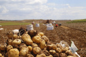 Deral lança Diagnóstico Agropecuário do Paraná