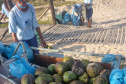 Sanepar coleta 600 kg de coco verde por dia nas praias de Pontal do Paraná