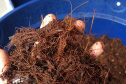 Sanepar coleta 600 kg de coco verde por dia nas praias de Pontal do Paraná