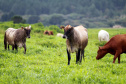 Chancela como área livre de febre aftosa sem vacinação foi a marca da defesa agropecuária do Paraná em 2021.