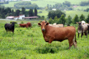 Chancela como área livre de febre aftosa sem vacinação foi a marca da defesa agropecuária do Paraná em 2021.