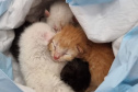 PCPR resgata do lixo quatro gatinhos recém nascidos em Matinhos