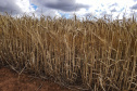 PARANÁ AGRO
