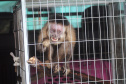 Morre macaco-prego que motivou iniciativas pró-fauna do Governo do Estado