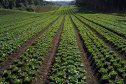Com milhares de produtores certificados, Paraná aposta no cultivo de orgânicos