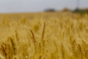 PARANÁ AGRO