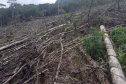 Homem é preso pela Polícia Ambiental por desmatamento ilegal de sete hectares em Antonina, no Litoral do estado