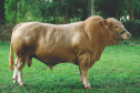  	Bicho do Paraná, Purunã é atração do IDR-Paraná na ExpoLondrina