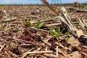 Produtores desconhecem bases da agricultura conservacionista, aponta estudo