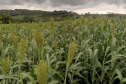 Sorgo pode ser alternativa para alimentar gado leiteiro no inverno