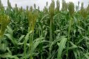 Sorgo pode ser alternativa para alimentar gado leiteiro no inverno