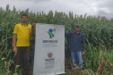 Sorgo pode ser alternativa para alimentar gado leiteiro no inverno