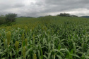 Sorgo pode ser alternativa para alimentar gado leiteiro no inverno