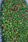 Apoio do Estado e cooperativismo ajudam a promover agricultura orgânica no Paraná 