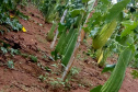Apoio do Estado e cooperativismo ajudam a promover agricultura orgânica no Paraná 