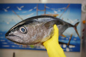 Vigilância Sanitária alerta sobre cuidados na compra de pescados para a Semana Santa