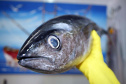 Vigilância Sanitária alerta sobre cuidados na compra de pescados para a Semana Santa