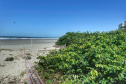 Litoral terá mais de 100 mil metros quadrados de restinga plantada em 2024