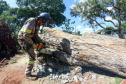 Com trabalho intenso durante a noite, Copel religa quase 90% das unidades afetadas pelo temporal - Na foto, trabalhos na área central dae Maringá: avenidas Mandacaru, XV de Novembro, Colombo e Rua Piratininga - Curitiba, 24/04/2022 Com trabalho intenso durante a noite, Copel religa quase 90% das unidades afetadas pelo temporal - Na foto, trabalhos na área central de Maringá: avenidas Mandacaru, XV de Novembro, Colombo e Rua Piratininga - Curitiba, 24/04/2022